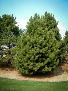 Сосна Чёрная (Pinus Nigra) 