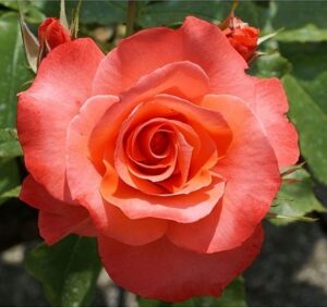 Роза чайно-гибридная Муви Стар 