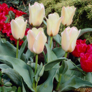 Тюльпан ботанический Альбион Стар 