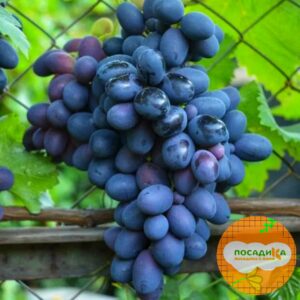 Ароматный и сладкий виноград «Августа» 