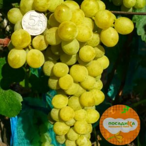 Виноград Амурский Белый (Высокоурожайный, ранний сорт) 