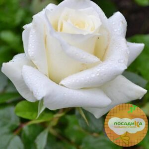 Роза чайно-гибридная Анастасия 