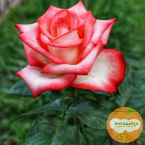 Роза чайно-гибридная Блаш 