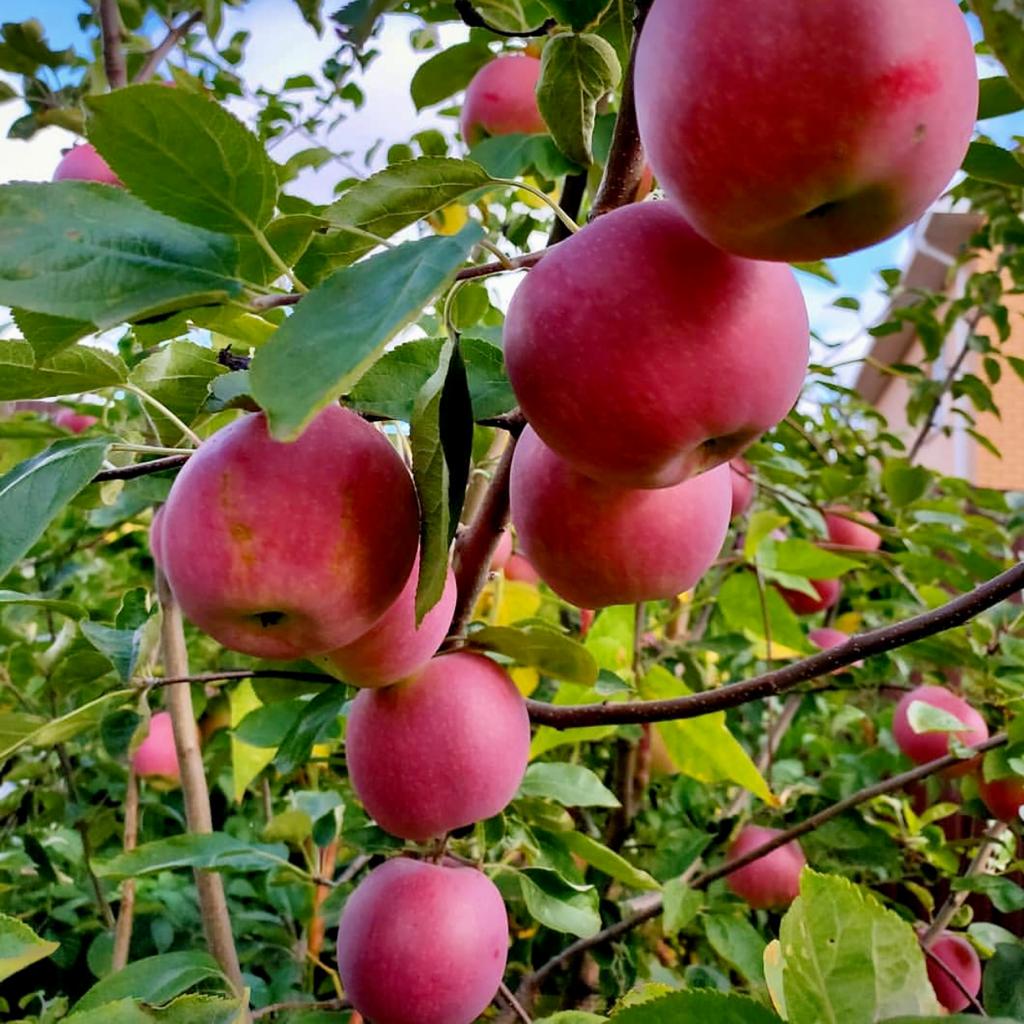 Сорта яблонь слава