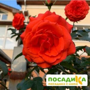 Роза плетистая Майнтауэр 