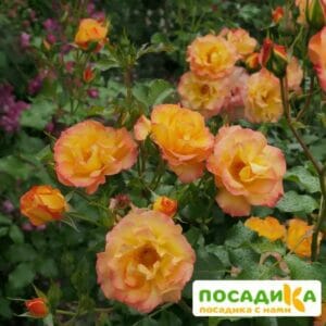 Роза Сахара в Москве