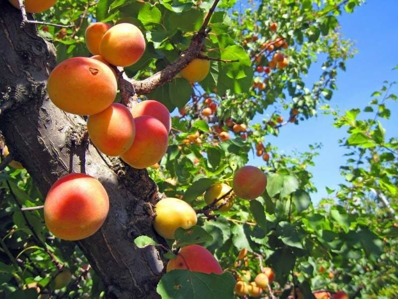 Как быстро и легко вырастить абрикос из косточки: ценные советы дляначинающих садоводов - Посадика
