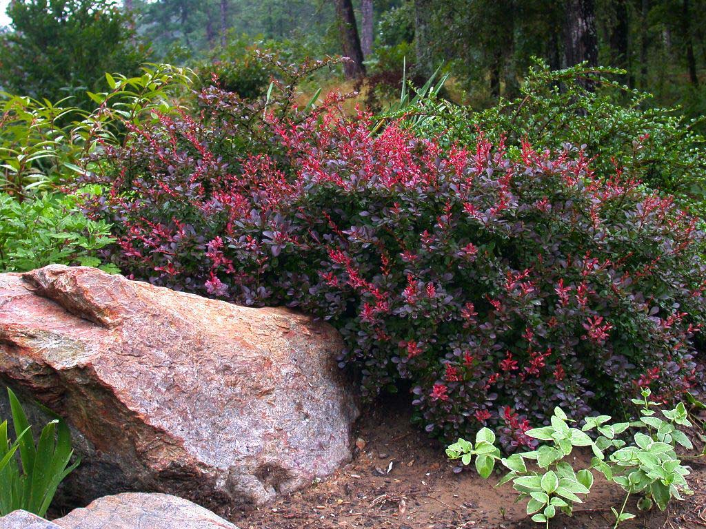 Барбарис: калейдоскоп цветов и красок в вашем саду - Посадика