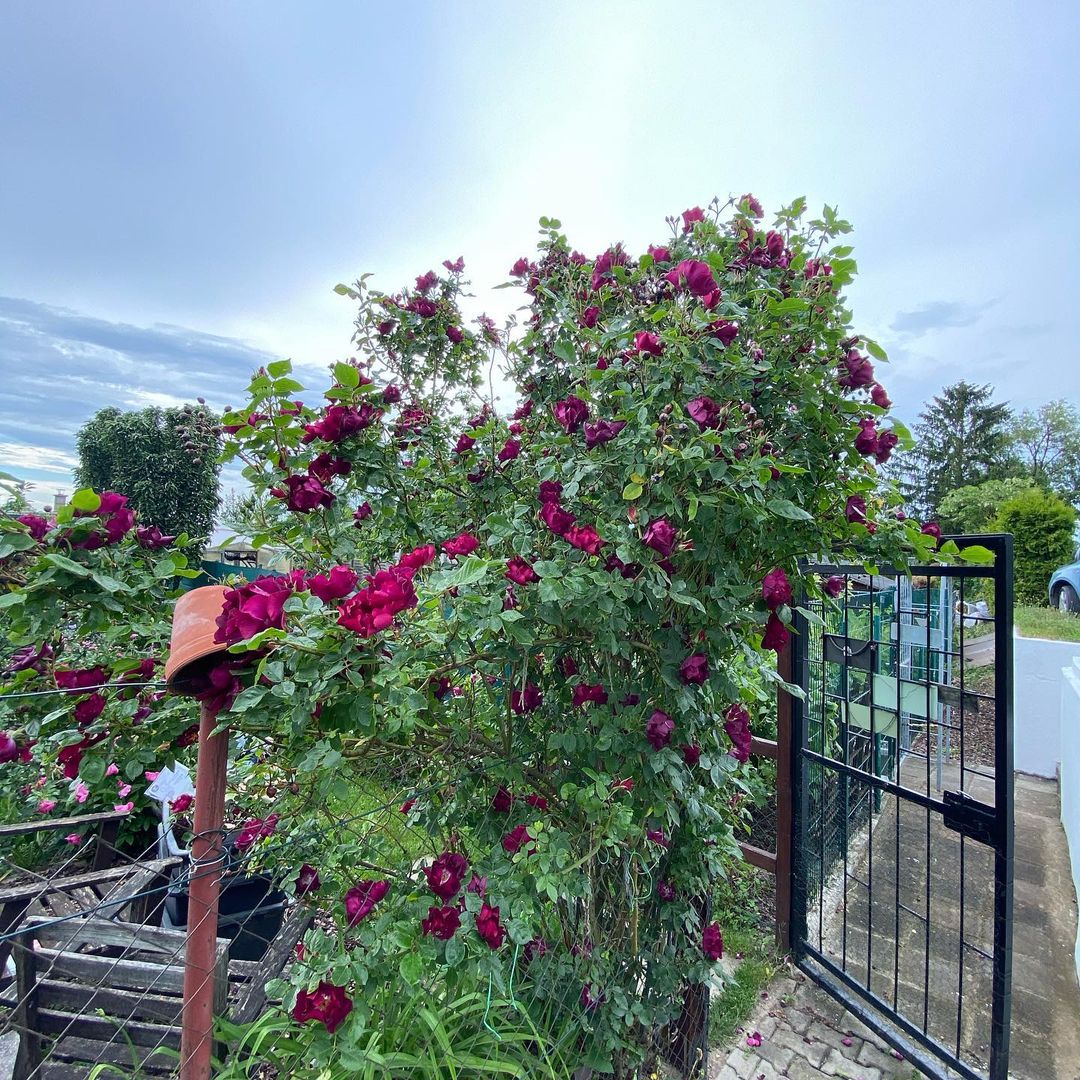 Плетистая красавица в саду: секреты посадки и ухода за розой Найт Оул
