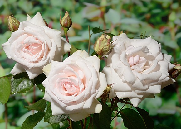 Раскрываем секреты выращивания плетистой розы Лебединое Озеро - Посадика