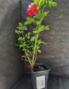 Роза Арлекин: особенности и характеристика сорта, правила посадки, выращивания и ухода, отзывы